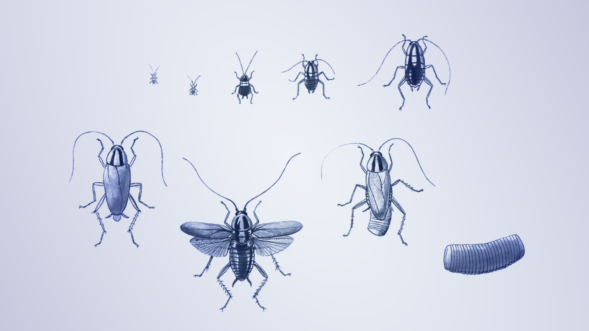 Illustration of cockroach lifecycle stages, symbolizing end-to-end database lifecycle automation powered by AI agent skills in CockroachDB.